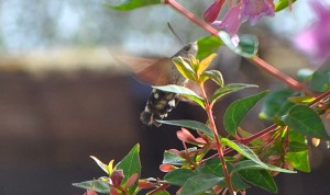 Hummingbird hawk moth